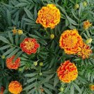 30 AU Seeds French Marigold