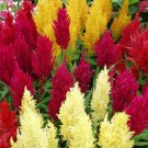 Century Mix CELOSIA 20 AU Seeds 