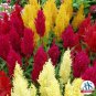 Century Mix CELOSIA 20 AU SeedsÂ