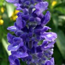 Blue Salvia Rhea 40 AU Seeds Cottage Flowers attract Bees