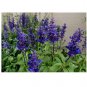 Blue Salvia Rhea 40 AU Seeds Cottage Flowers attract Bees
