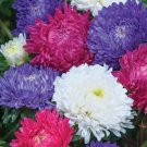 200 AU Seeds Aster Milady Mix