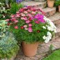 COSMOS Sensation Mix 100 AU seeds Flowers Cottage Easy to Grow Garden