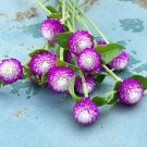 25 AU Seeds Gomphrena Audray Bicolour Rose Globe Amaranth Cut or Dried Flower