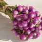 25 AU Seeds Gomphrena Audray Bicolour Rose Globe Amaranth Cut or Dried Flower