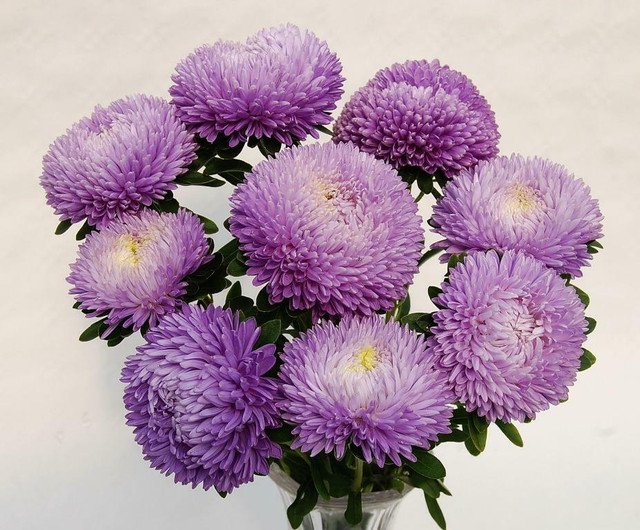 Aster Balloon Silver Blue 15 AU Seeds 12-15cm blooms&Acirc;&nbsp;Cut Flowers