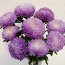 Aster Balloon Silver Blue 15 AU Seeds 12-15cm blooms Cut Flowers