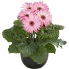 Gerbera Flori Line Maxi Light Pink Premium 5 AU Seeds Florist Cut Flowers