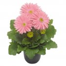 Gerberas Flori Line Giant Pink Premium 5 AU Seeds Florist Cut Flowers