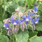 30 AU Seeds Borage Bees Medicinal Blue Flowers