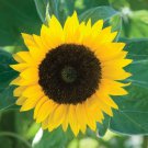 10 AU Seeds Racey Sunflower 120cm high Pollenless Cut Florist Flowers