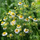 100 AU Seeds Roman Chamomile Tasmanian Grown Flowers Cottage Garden