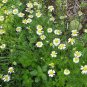 100 AU Seeds Roman Chamomile Tasmanian Grown Flowers Cottage Garden
