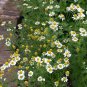 100 AU Seeds Roman Chamomile Tasmanian Grown Flowers Cottage Garden
