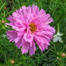 Bicolour Pink Cosmos 15 AU Seeds Cottage Garden Easy to Grow