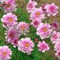 Bicolour Pink Cosmos 15 AU Seeds Cottage Garden Easy to Grow