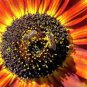 Solar Eclipse Sunflowers 10 AU Seeds Pollenless Cut Flower 170cm Spring
