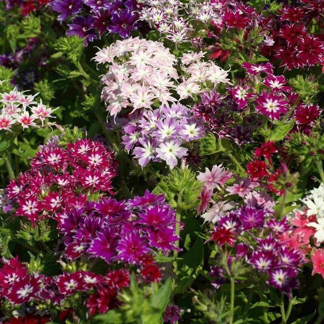 PHLOX CECILY MIX Drummondii 100 AU Seeds Flowers Cottage Garden