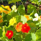 25 AU Seeds Nasturtium Alaska