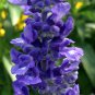 40 AU Seeds Salvia Rhea Blue Tasmanian Grown Cottage Flowers attract Bees