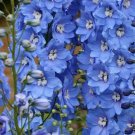 20 AU seeds DELPHINIUM Pacific Giants Summer Skies flower garden cold climate