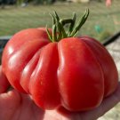 Rare Montserrat TOMATO 15 AU Seeds Tassie Grown Organic Heirloom Tomatoes