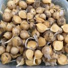 4 AU Cloves Elephant Garlic Organically Grown in Tas Produces massive Bulbs