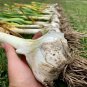 4 AU Cloves Elephant Garlic Organically Grown in Tas Produces massive Bulbs
