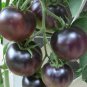 50 AU Seeds TOMATO Black Russian Cherry Heirloom Vegetable Garden Prolific