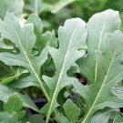 300 AU Seeds Rocket Eruca Dentellata