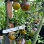 15 AU Seeds Green Black TOMATO Heirloom Exotic Rare Organic Tomatoes