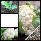 70 AU Seeds Cauliflower All Year Round