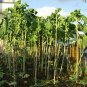 50 US Seeds KALE Walking Stick ORGANIC TASSIE GROWN HEIRLOOM VEGETABLE 2m tall