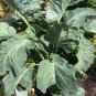 50 US Seeds KALE Walking Stick ORGANIC TASSIE GROWN HEIRLOOM VEGETABLE 2m tall