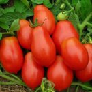 Roma Tomato 40 AU seeds A Organic Salad Favourite Bruschetta