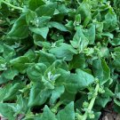 Tetragonia tetragonioides Warrigal Greens 20 AU Seeds edible ground cover