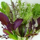 100 AU Seeds Mix Mustard Greens Asian Baby Leaf Cool Season Heirloom Varieties