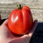 15 AU Seeds Grannys Throwing Tomato Organic Italian Heirloom Tassie Grown