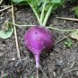 Purple Plum Radish 50 AU Seeds Reliable Hybrid Vegetables Spring Garden