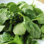 100 AU seeds Baby Spinach F1 Hybrid