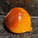 Rare Organic BLUE GOLD TOMATO 15 AU seeds Heirloom Vegetables Tomatoes