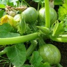 10 AU Seeds ZUCCHINI Ronde De Nice HEIRLOOM Organic BUSH Growing Garden