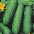 Lebanese Cucumber 15 AU Seeds Organic Vegetables Heirloom