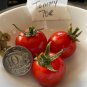 25 AU Seeds Tommy Toe TOMATO Popular Heirloom Organic Vegetable Tassie Grown