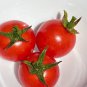 25 AU Seeds Tommy Toe TOMATO Popular Heirloom Organic Vegetable Tassie Grown
