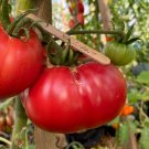 20 AU Seeds NZ Giant TOMATO Heirloom Organic Rare Tomatoes Tassie Grown