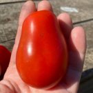 TOMATO Roma 15 AU Seeds Tasmanian Grown Organic Heirloom Tomatoes Vegetables