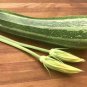 ZUCCHINI CocoZelle 10 AU Seeds Organic HEIRLOOM BUSH Growing Garden