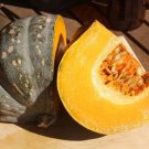 jap PUMPKIN KENT 15 AU Seeds