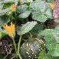 jap PUMPKIN KENT 15 AU Seeds